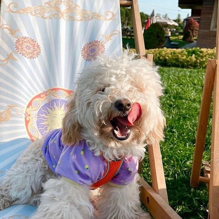 Limon Desenli Köpek T-shirt
