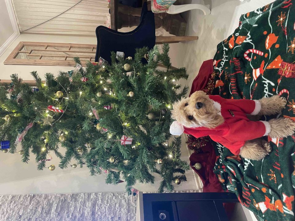 Yılbaşı Kapüşonlu Polar  Köpek Sweatshirt