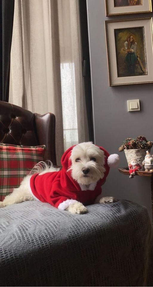 Yılbaşı Kapüşonlu Polar  Köpek Sweatshirt