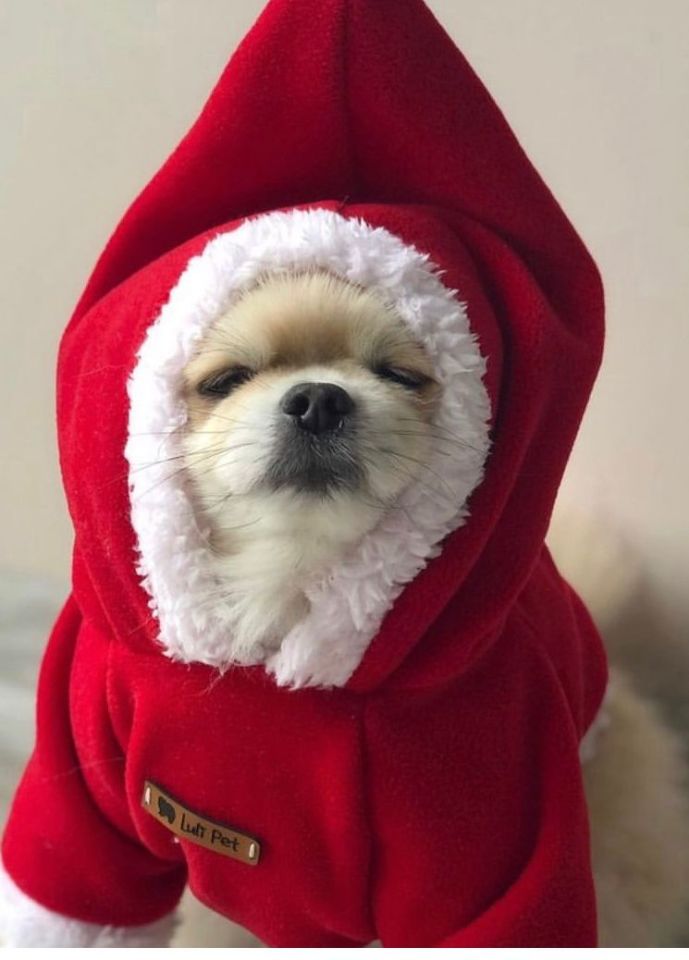 Yılbaşı Kapüşonlu Polar  Köpek Sweatshirt