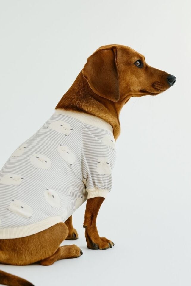 Sheepy Premium Köpek T-shirt