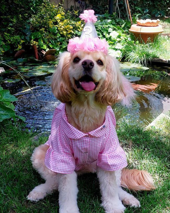 Pembe Pötikare Köpek Gömleği