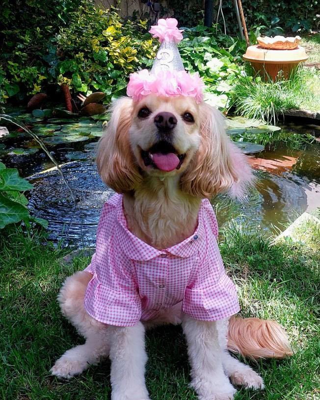 Pembe Pötikare Köpek Gömleği
