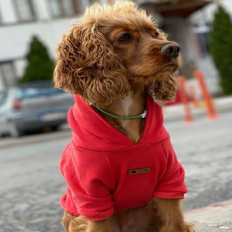 Basic Kırmızı Kapüşonlu Köpek Sweatshirt
