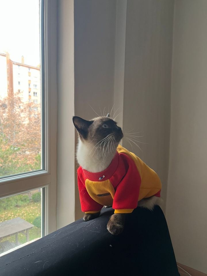 Sarı Kırmızı Polarlı Köpek Sweatshirt