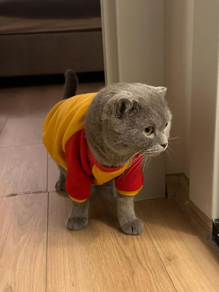 Sarı Kırmızı Polarlı Köpek Sweatshirt